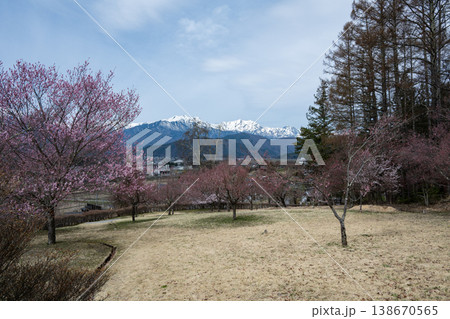 満開の桜の花 クロースアップ 満開の桜の花 クロースアップ 138670565