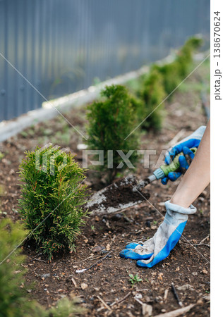 Close-up of hands in gardening gloves. Planting thuja Close-up of hands in gardening gloves. Planting thuja 138670624