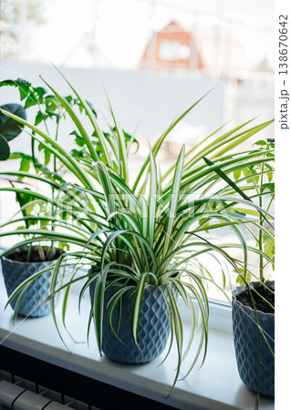 Healthy spider plant with striped green and white leaves sits in a decorative pot on a bright windowsill, bringing nature indoors 138670642