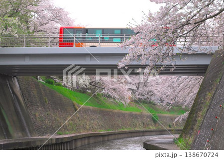 春のイメージ 引地川沿いの桜並木と橋を渡るバス 春のイメージ 引地川沿いの桜並木と橋を渡るバス 138670724