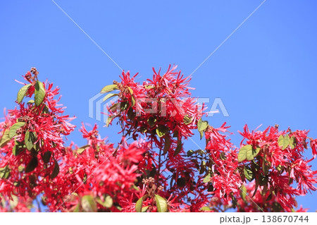 満開のトキワマンサクの花（ベニバナトキワマンサク）　　 138670744