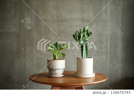 白い陶器鉢にいれた観葉植物 138670745