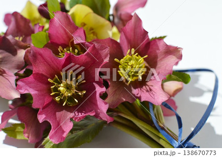 紫色とクリーム色のクリスマスローズの花束 紫色とクリーム色のクリスマスローズの花束 138670773