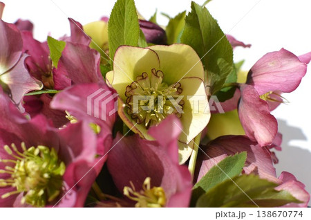 紫色とクリーム色のクリスマスローズの花束　 138670774