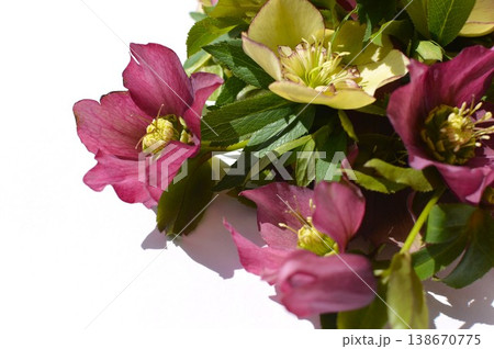 紫色とクリーム色のクリスマスローズの花束　 138670775