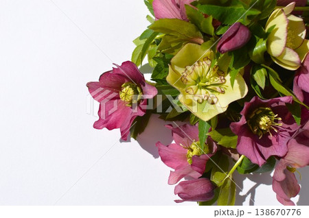 紫色とクリーム色のクリスマスローズの花束 紫色とクリーム色のクリスマスローズの花束 138670776