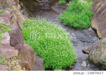 兵庫県淡路市　灘川の水辺に咲く白花の植物　 138670817
