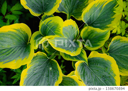 Beautiful Hosta Liberty Leaves with Yellow Margins in Garden Beautiful Hosta Liberty Leaves with Yellow Margins in Garden 138670894