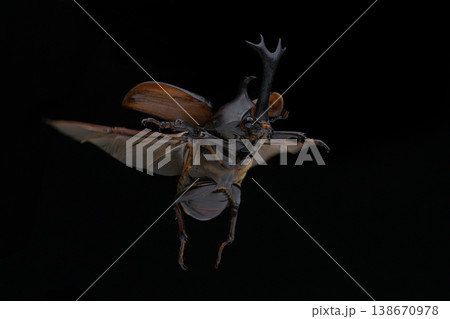 羽を広げ飛んでいるオスのカブトムシの黒背景写真 138670978