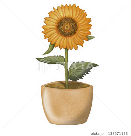 Sunflower sticker collection set. Cute yellow colors. Can be used for card, invitation, border. Isolated illustration of decoration, hand drawn cartoon illustration.	 138671158