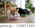 Group of domestic cats with different fur colors eating delicious dry kibble from colorful bowls on a wooden floor during feeding time inside a house 138671169