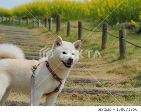 菜の花畑で笑顔の白い犬 菜の花畑で笑顔の白い犬 138671256