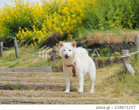 菜の花畑で笑顔の白い犬 138671257