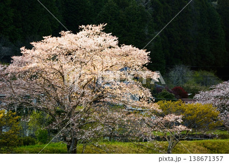 夕日に輝く桜 138671357