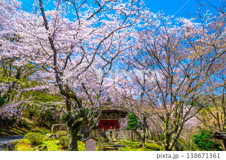 三井寺 毘沙門堂の桜 三井寺 毘沙門堂の桜 138671361