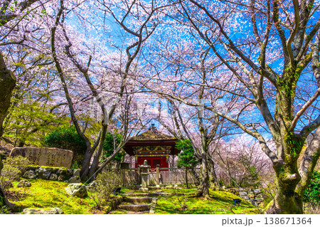 三井寺 毘沙門堂の桜 三井寺 毘沙門堂の桜 138671364