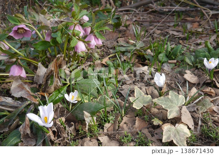クリスマスローズやクロッカスが咲いた庭 138671430