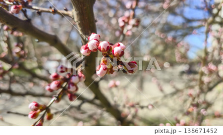 Flowers and buds on tree branches. Spring apricot blossoms. Flower buds. 138671452