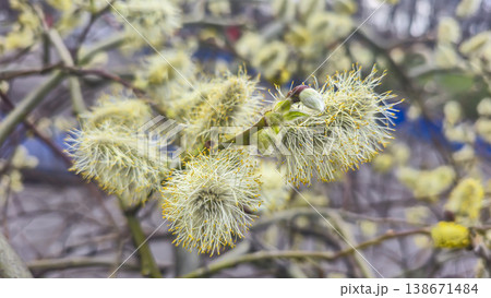 Spring blossoming willow, fluffy inflorescences on a branch, close-up. Spring 138671484