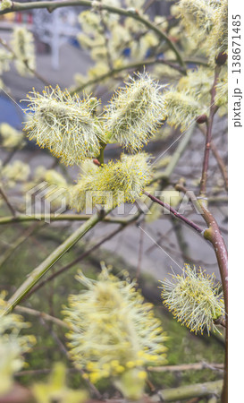 Spring blossoming willow, fluffy inflorescences on a branch, close-up. Spring Spring blossoming willow, fluffy inflorescences on a branch, close-up. Spring 138671485