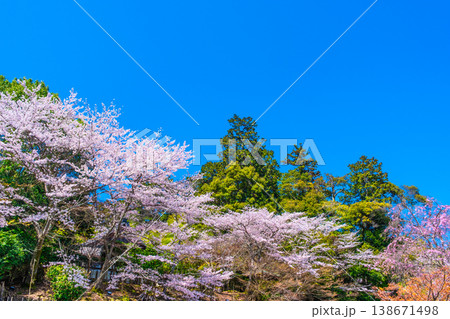 三井寺の桜 三井寺の桜 138671498