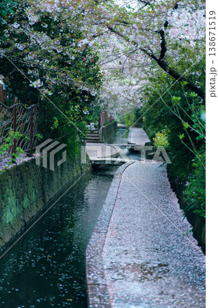川に浮かぶ桜の花びら 138671519