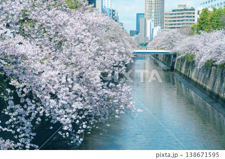 満開の目黒川 満開の目黒川 138671595