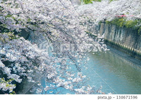 目黒川に咲く満開の桜 目黒川に咲く満開の桜 138671596