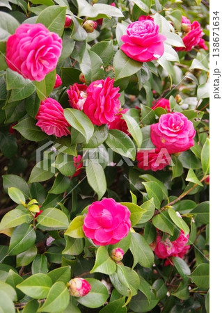 赤い椿の花 138671634