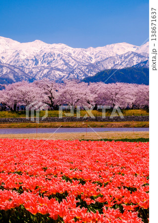 赤いチューリップ畑と桜(縦) 赤いチューリップ畑と桜(縦) 138671637