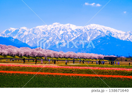 北アルプスを背景に咲く赤いチューリップ畑 138671640