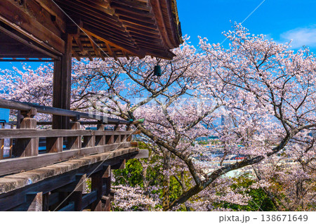 三井寺 観月舞台の桜 三井寺 観月舞台の桜 138671649