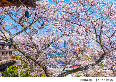 三井寺 観月舞台の桜 三井寺 観月舞台の桜 138671650
