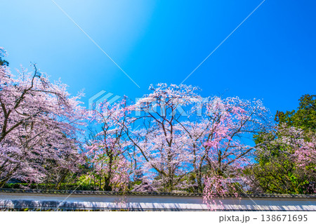 三井寺の桜と漆喰塀 三井寺の桜と漆喰塀 138671695