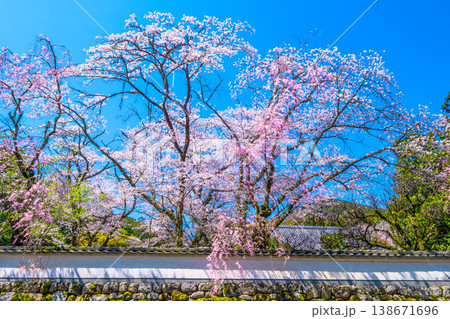 三井寺の桜と漆喰塀 三井寺の桜と漆喰塀 138671696