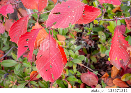 紅葉した桜の葉 138671811
