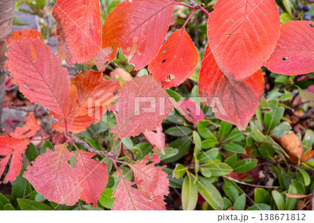 紅葉した桜の葉 紅葉した桜の葉 138671812