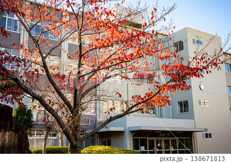 紅葉したサクラと小学校校舎 紅葉したサクラと小学校校舎 138671813