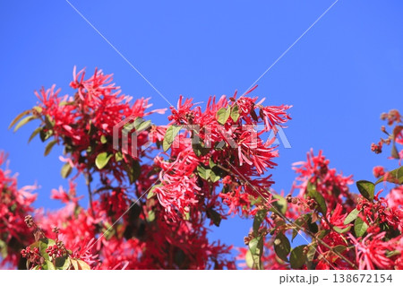 満開のトキワマンサクの花（ベニバナトキワマンサク）　 138672154