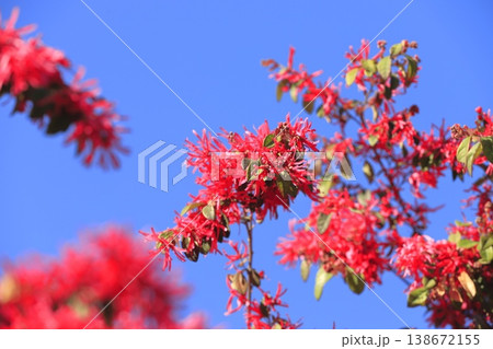 満開のトキワマンサクの花（ベニバナトキワマンサク）　 138672155