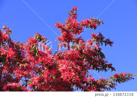 満開のトキワマンサクの花（ベニバナトキワマンサク）　 138672158