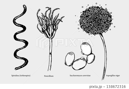 Beneficial microorganisms in engraved style with captions. Vector set for designing scientific, medical, and educational materials. Beneficial microorganisms in engraved style with captions. Vector set for designing scientific, medical, and educational materials. 138672316