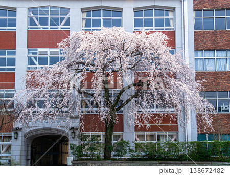 京都、平安女学院の枝垂れ桜 京都、平安女学院の枝垂れ桜 138672482