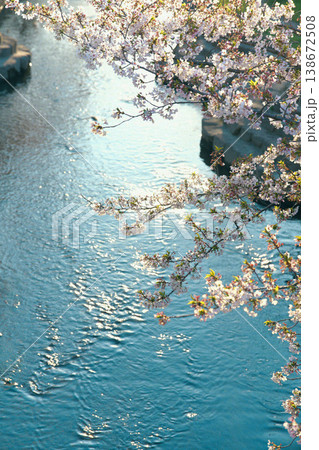 上から見た桜 上から見た桜 138672508