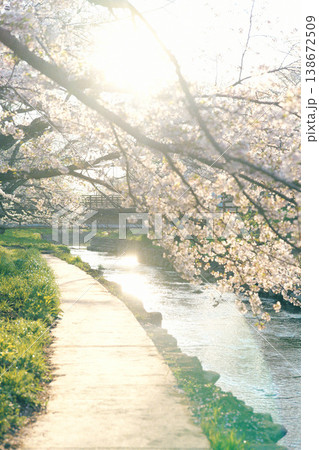 元荒川の桜並木 元荒川の桜並木 138672509