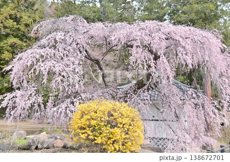 春の日差しを浴びて咲く満開の枝垂桜 春の日差しを浴びて咲く満開の枝垂桜 138672701