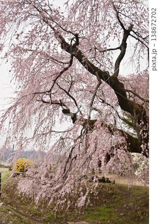 満開の龍洞院のしだれ桜 満開の龍洞院のしだれ桜 138672702
