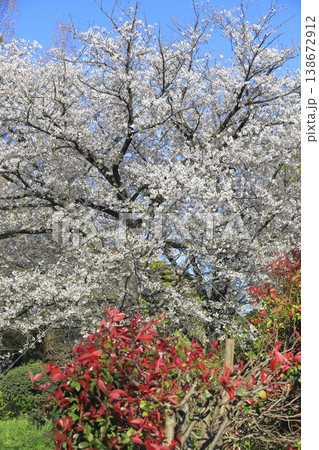 満開の桜とカナメモチの赤い若葉 満開の桜とカナメモチの赤い若葉 138672912