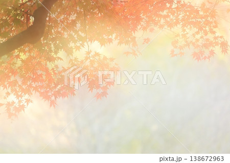 優しい紅葉 138672963
