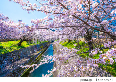 琵琶湖疏水 大津エリアの桜 138672971